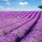Lavanda