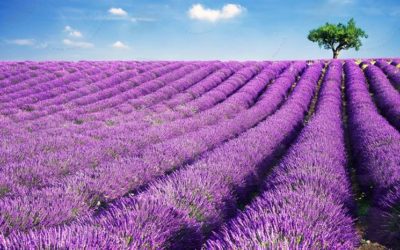 Lavanda