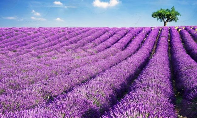 Lavanda
