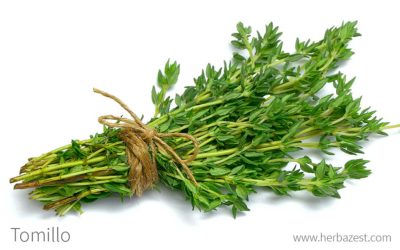 Tomillo