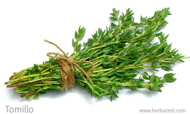 Tomillo