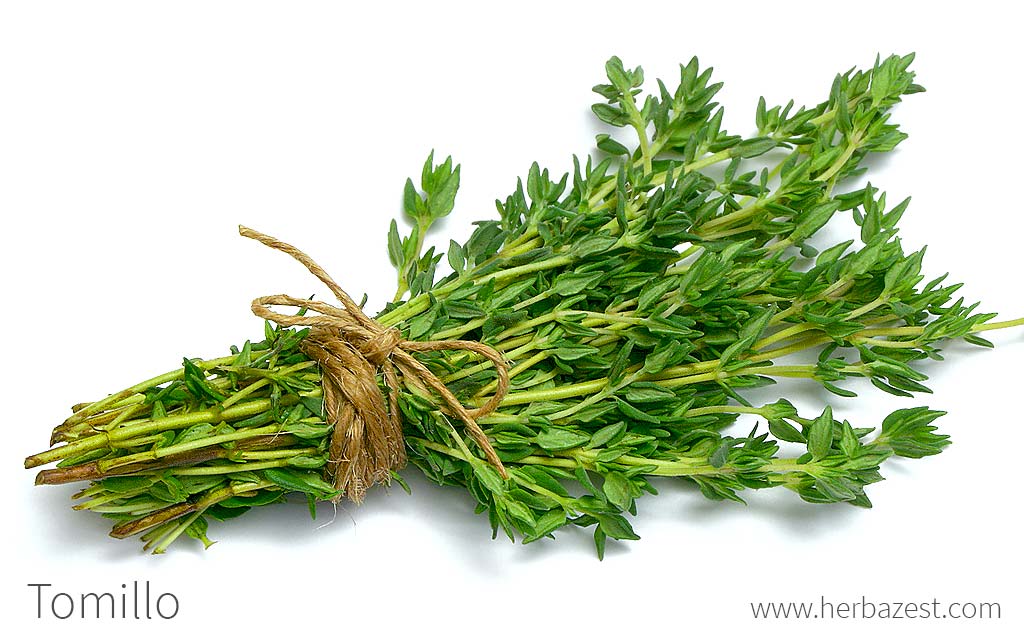 Tomillo
