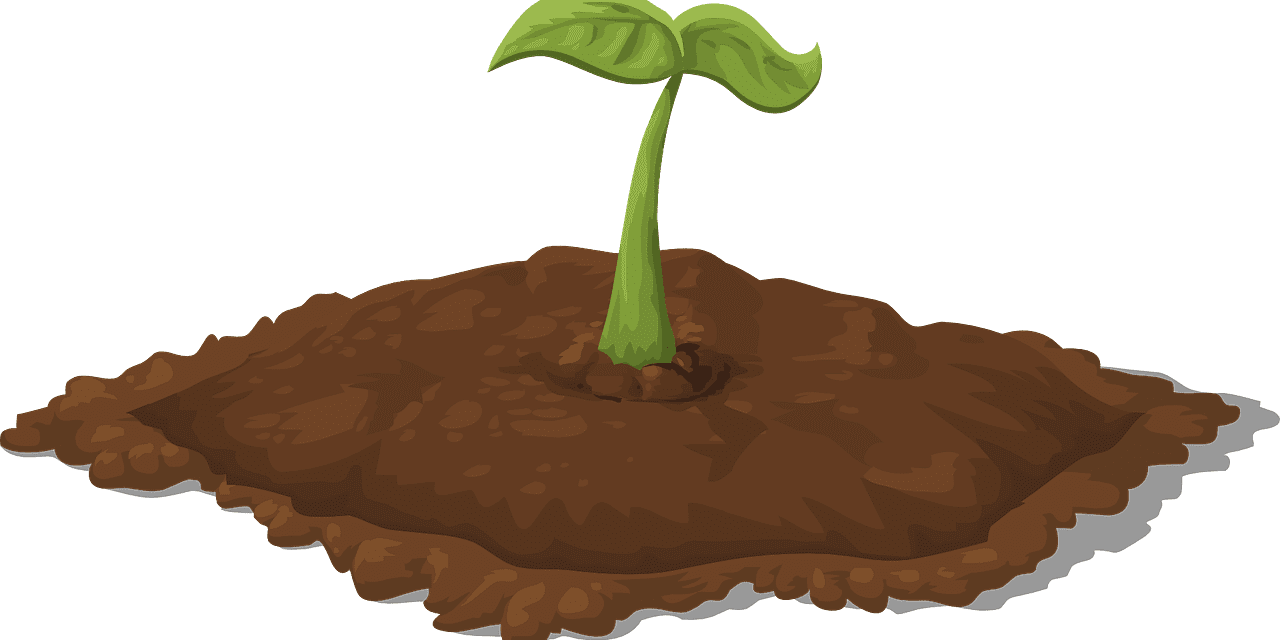 ¿Cómo cultivar tus propias plantas medicinales?