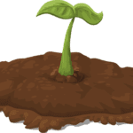 ¿Cómo cultivar tus propias plantas medicinales?