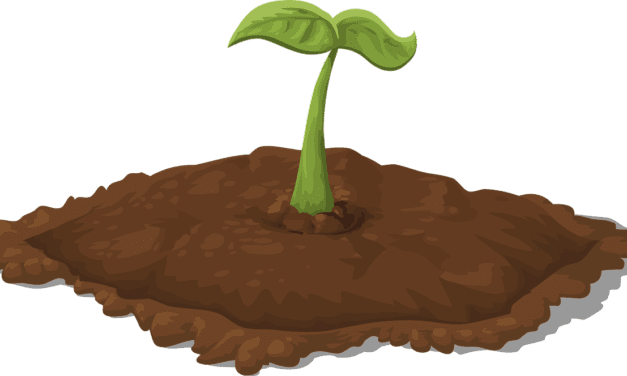 ¿Cómo cultivar tus propias plantas medicinales?